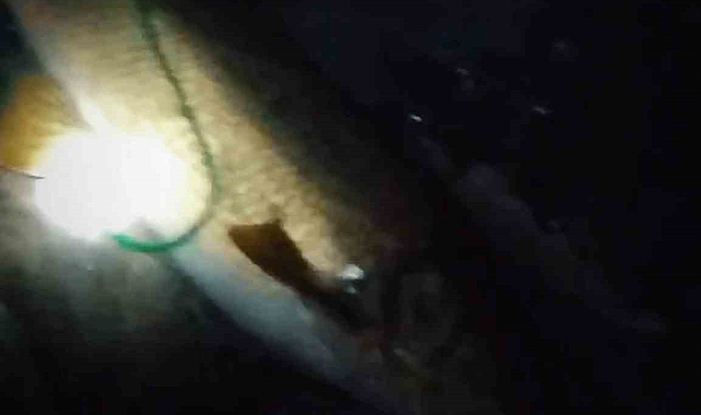 Balıkçının ağına 30 kiloluk Turna balığı takıldı