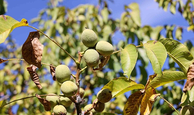 Bilecik, ceviz üretiminde Türkiye 3&#039;üncüsü oldu
