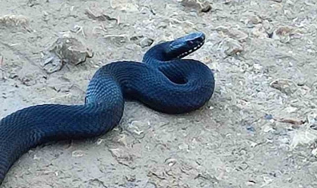 Bilecik&#039;te nadir görülen zehirli baran engerek yılanı görüntülendi