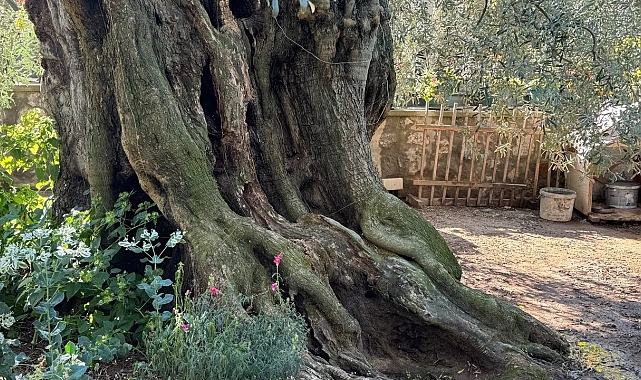 Bin 700 yıllık zeytin ağaçları tüm ihtişamıyla hala zeytin vermeye devam ediyor