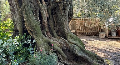 Bin 700 yıllık zeytin ağaçları tüm ihtişamıyla hala zeytin vermeye devam ediyor