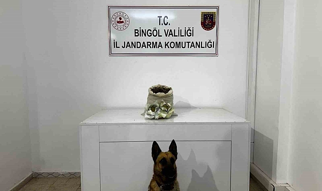 Bingöl&#039;de düzenlenen uyuşturucu operasyonunda, 215 kök kenevir bitkisi ele geçirildi