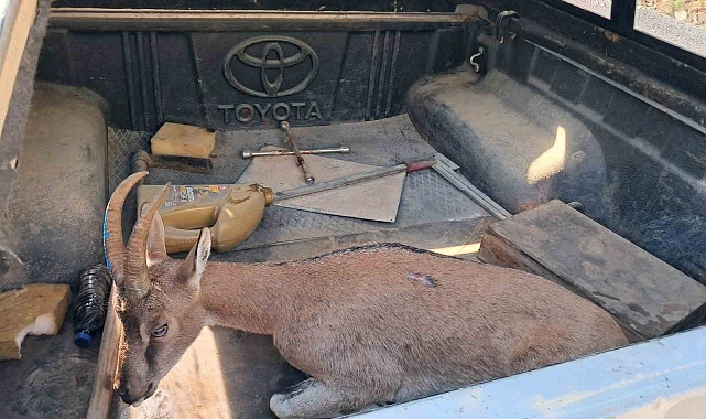 Bir çoban tarafından yaralı bulunan dağ keçisi tedaviye gönderildi