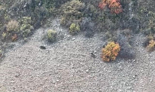 Boz ayılar Susuz&#039;da görüldü