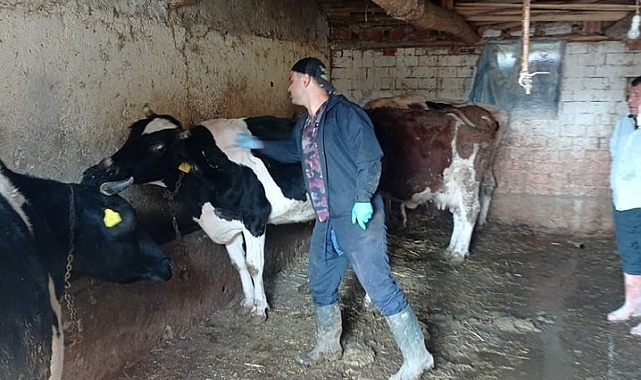 Büyükbaş hayvanlara aşılama yapıldı