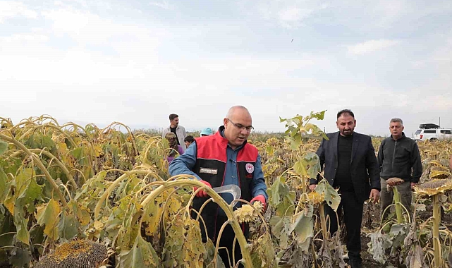 Büyüyen ayçiçeklerinden 10 bin ton verim bekleniyor