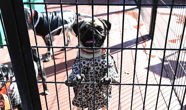 Can dostlar birbirinden renkli kıyafetler giyerek minik misafirleri ile bir araya geldi