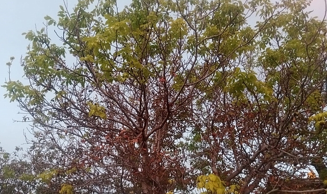 Ceviz ağacı aynı yıl ikinci kez meyve verdi