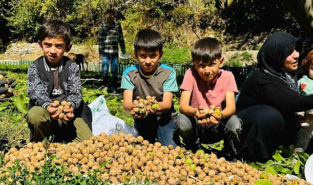 Ceviz hasadı başladı