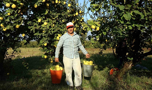 Dalların altın sarısında hasat zamanı