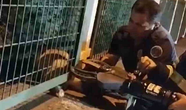 Demir parmaklığa sıkışan sahipsiz yavru köpeği itfaiye kurtardı