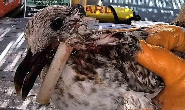 Denizde ağzına misina dolanmış bir şekilde bulunan kuş kurtarıldı