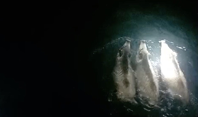 Denizde yüzen 3 yavru domuz balıkçılar tarafından görüntülendi