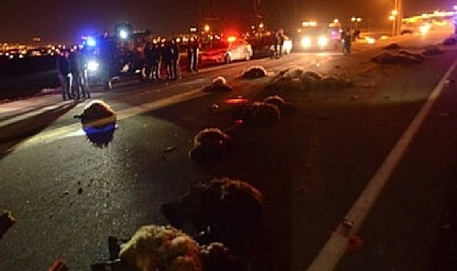 Doğubayazıt-Iğdır yolunda can pazarı; 17 hayvan telef oldu!