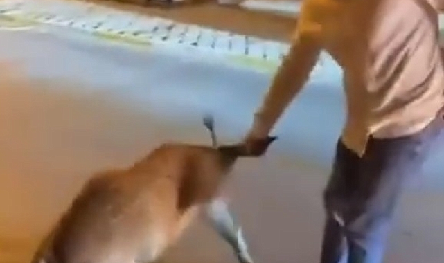 Domuzlarla dalga geçti