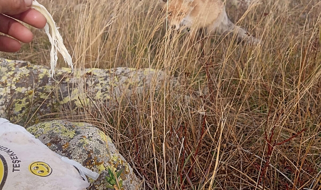 Dostluk kurduğu tilkiyi her gün besliyor