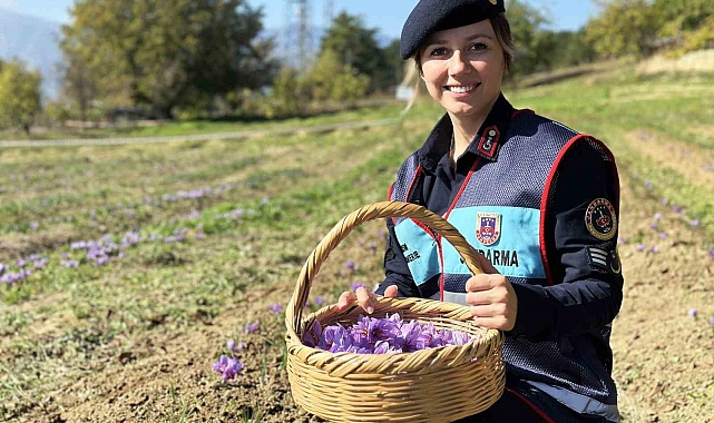 &#039;Dünyanın en pahalı baharatı&#039; hasadı başladı