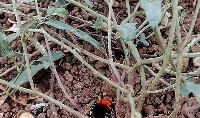 Elazığ&#039;da  &#039;Uğur Böceği Örümceği&#039; görüldü