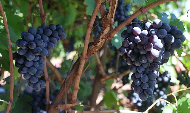Elazığ&#039;da Üzüm hasadı başladı