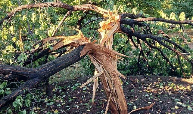 Elazığ'da yıldırımın isabet ettiği ağaç ikiye ayrıldı