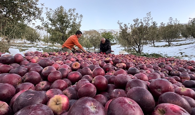 Elma hasadı, kar üstünde yapılıyor