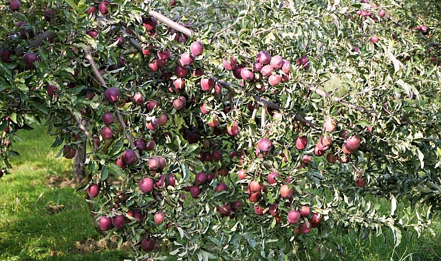 Elma hasadından 25 milyon lira gelir bekleniyor