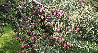 Elma hasadından 25 milyon lira gelir bekleniyor