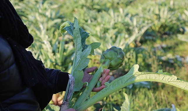 Enginarı&#039;ın coğrafi işaret tescilinde geri sayım başladı