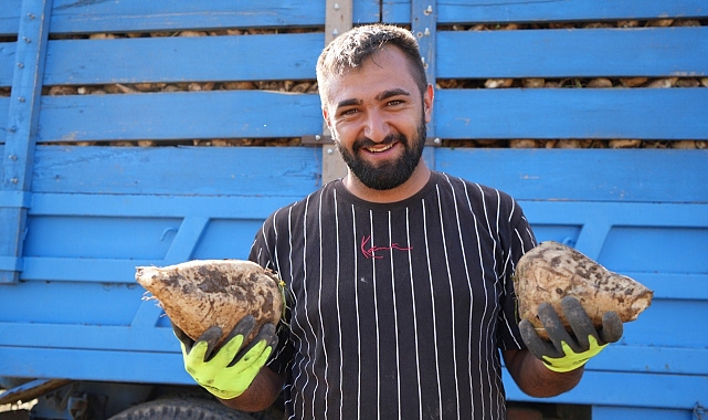 Erzincan&#039;ın pancar hasadı başladı