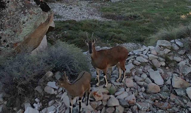 Erzurum&#039;un Tortum ilçesine dağ keçileri ve yavruları görüntülendi