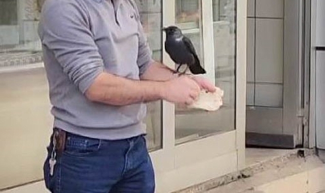 Evcil karga karnını doyurduktan sonra öpücük atıp gidiyor