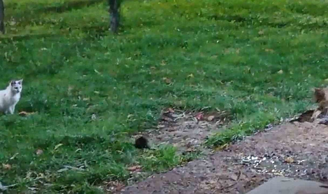 Fare kedileri kovaladı