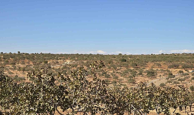 Girişimciden ücretsiz budama hizmeti