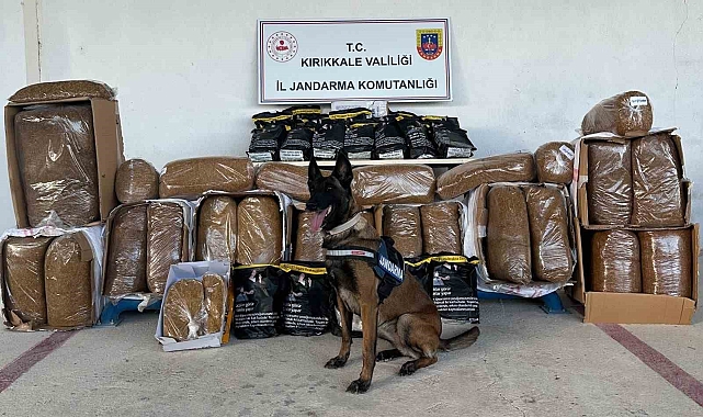 Hassas burun &quot;Alkış&quot; kargo aracında 710 kilogram kaçak tütün buldu