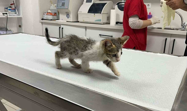 Hayvanseverler tarafından çöp kutusunda bulunan yavru kedinin gözü ampute edildi