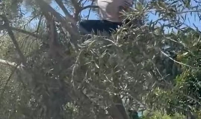 Hülya Avşar zeytin hasadı yaptı