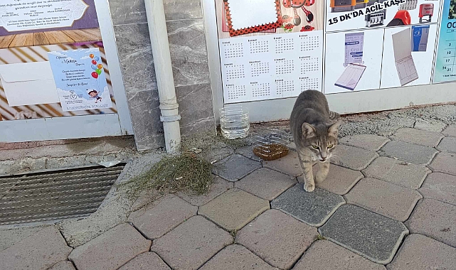Iğdır’da havalar soğudu, sokak hayvanlarını unutmayalım!