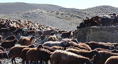 Iğdır’da havaların soğumasıyla birlikte yaylacıların geri dönüşü başladı