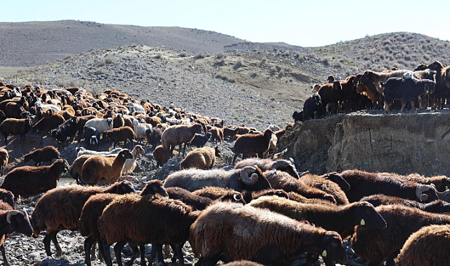 Iğdır’da havaların soğumasıyla birlikte yaylacıların geri dönüşü başladı