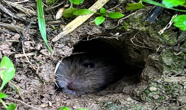 Iğdırlı çiftçiye tarla faresi uyarısı