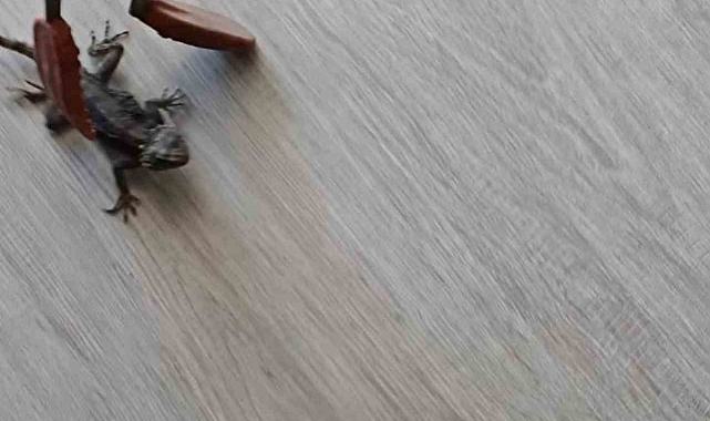 İtfaiye, bir evin klimasına giren bukalemunu yakaladı