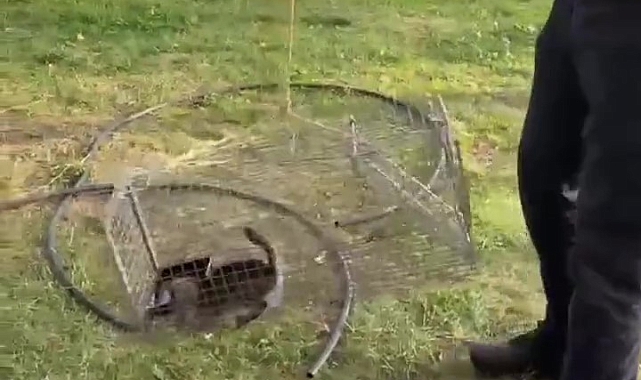 İtfaiye ekipleri 10 metrelik kuyuya düşen yavru kedi için seferber oldu