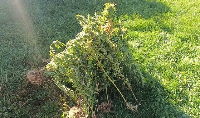 Jandarma 40 kök kenevir bitkisi ele geçirdi