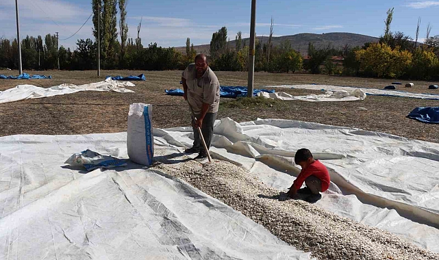 Kabak çekirdeği çiftçinin yüzünü güldürmedi