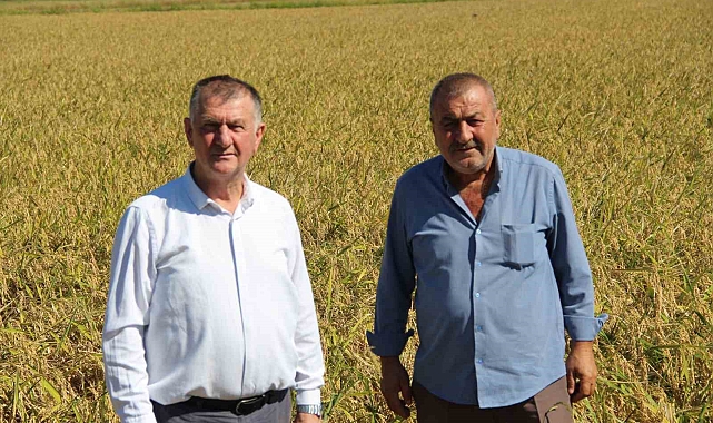 Kahverengi kokarca kabusu sürüyor