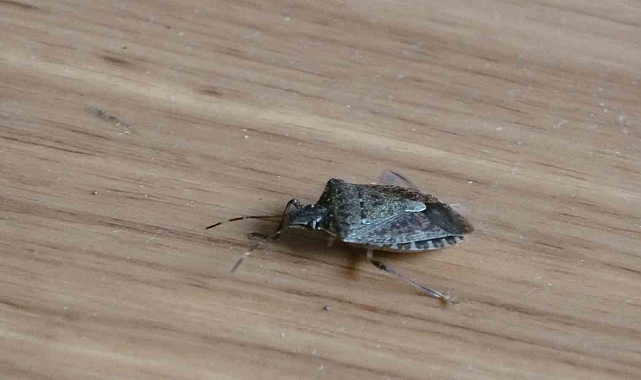 Kahverengi kokarcaya karşı topyekûn mücadele