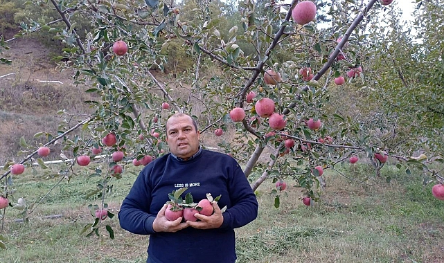 Kar yağdı, elma hasadı erken yapıldı