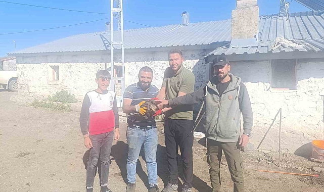 Kara çaylak tedaviye alındı