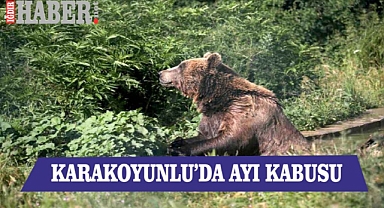 Karakoyunlu'da ayı kâbusu!