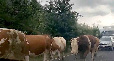 Karayollarına çıkan büyükbaş hayvan sahiplerine uyarı